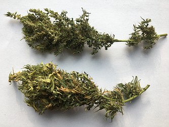 Growreport Bild 18