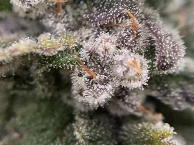 Growreport Bild 42