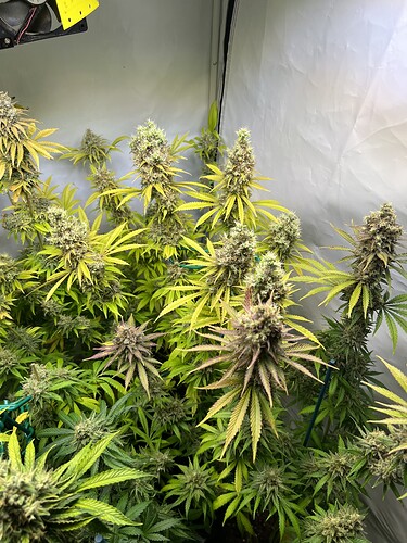 Growreport Bild 28