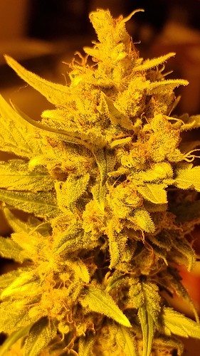 Growreport Bild 8