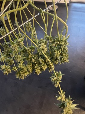 Growreport Bild 16