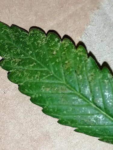 Growreport Bild 6