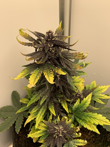 Growreport Bild 4