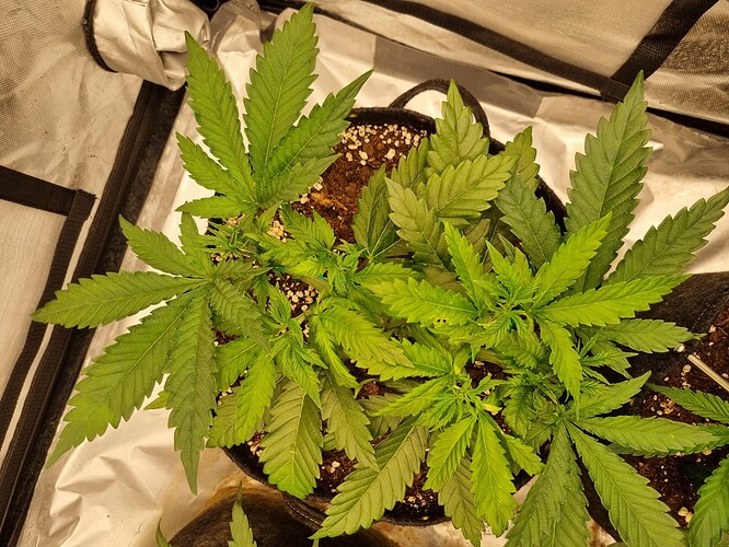 Growreport Bild 35