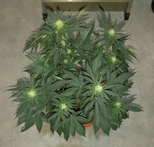 Growreport Bild 2