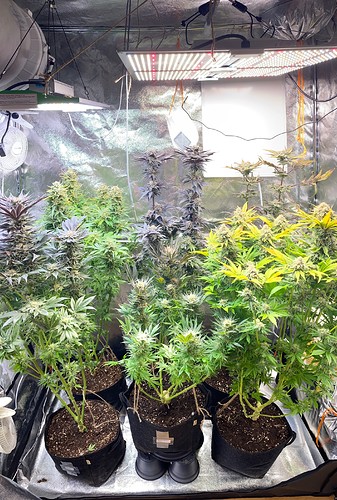 Growreport Bild 36