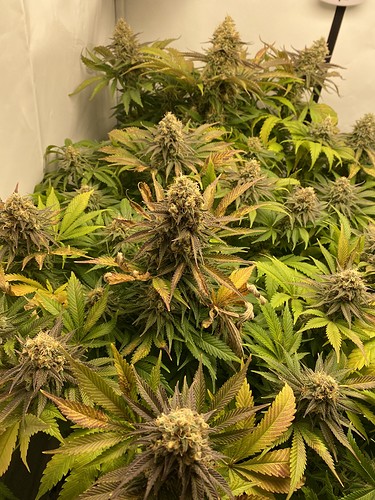Growreport Bild 4