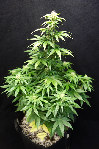 Growreport Bild 10