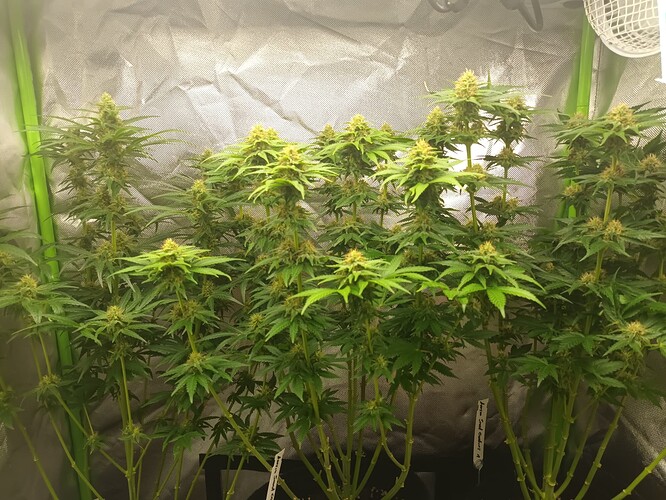 Growreport Bild 2
