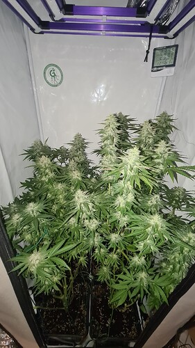 Growreport Bild 1