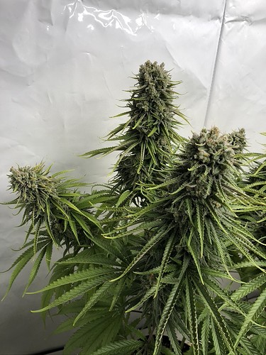 Growreport Bild 7
