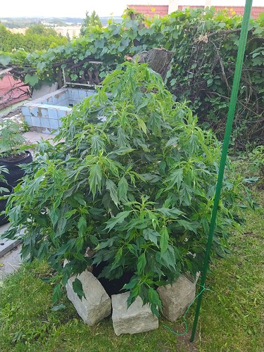 Growreport Bild 11