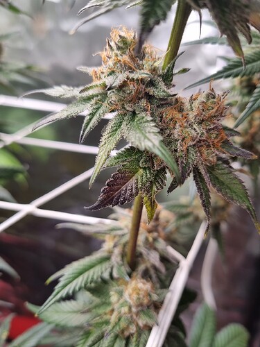 Growreport Bild 34