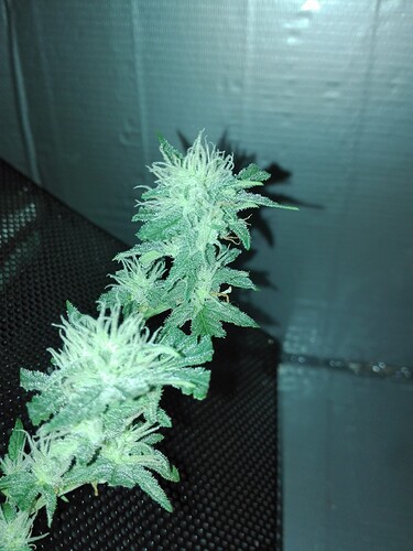 Growreport Bild 18