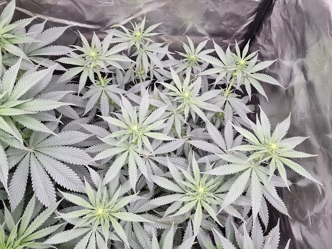 Growreport Bild 32