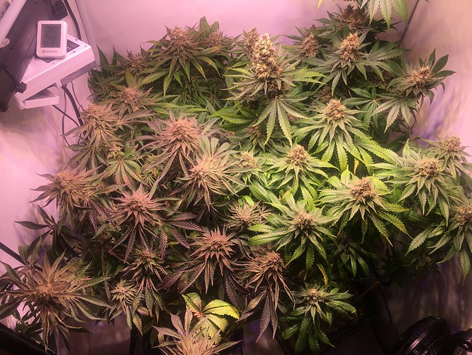 Growreport Bild 3
