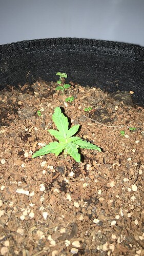 Growreport Bild 22