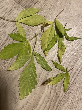 Growreport Bild 1