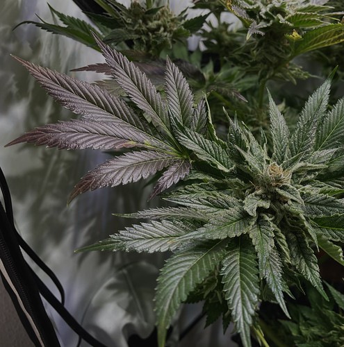 Growreport Bild 19