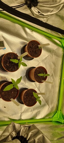 Growreport Bild 19