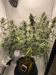 Growreport Bild 8