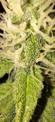 Growreport Bild 6
