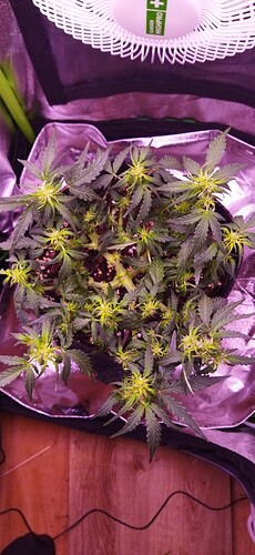 Growreport Bild 70