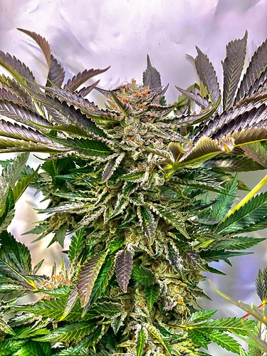 Growreport Bild 15