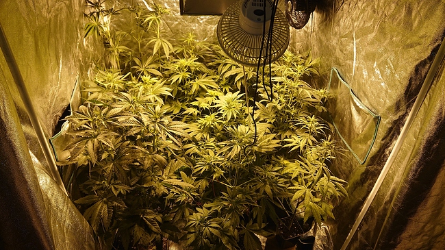 Growreport Bild 13