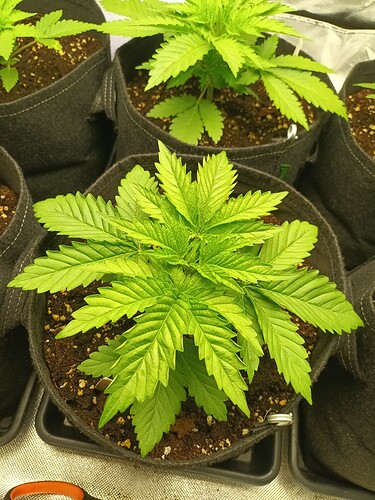 Growreport Bild 10