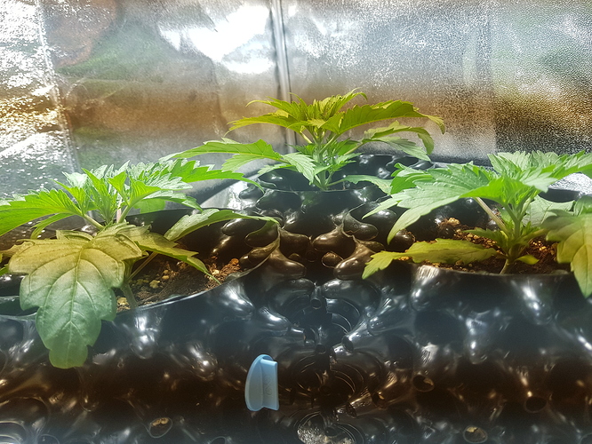 Growreport Bild 12