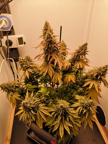 Growreport Bild 1
