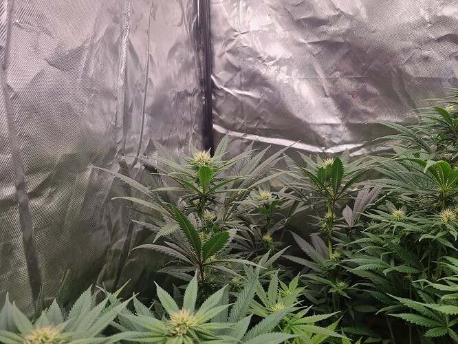 Growreport Bild 37