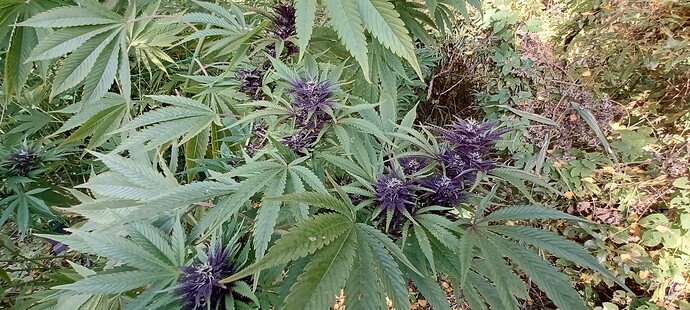 Growreport Bild 5