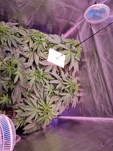 Growreport Bild 54