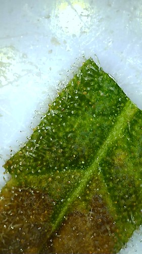 Growreport Bild 10