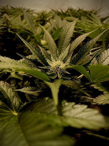 Growreport Bild 2