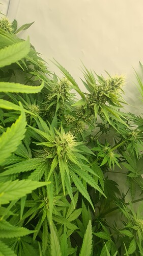Growreport Bild 3
