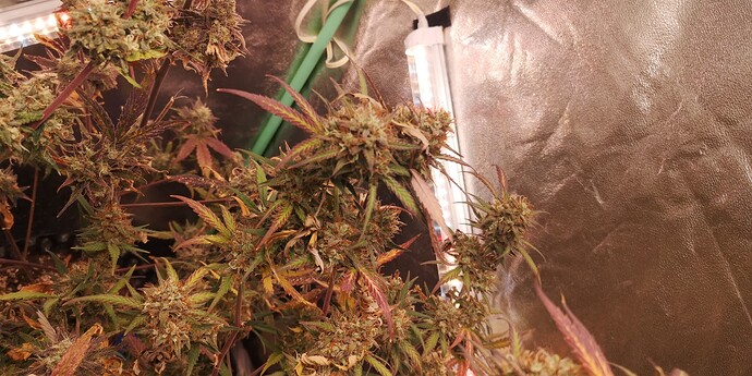 Growreport Bild 6