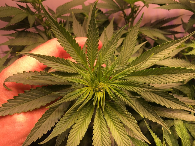 Growreport Bild 11