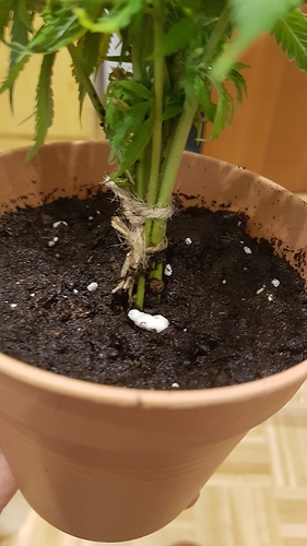 Growreport Bild 3
