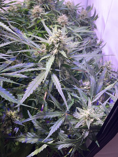 Growreport Bild 12