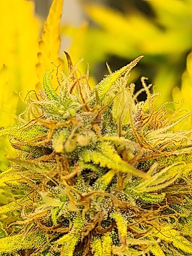 Growreport Bild 3