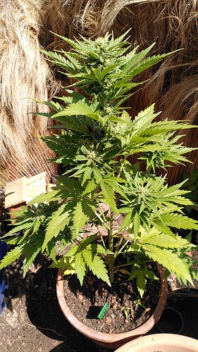 Growreport Bild 1