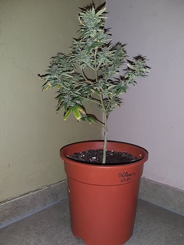 Growreport Bild 1
