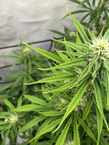 Growreport Bild 28