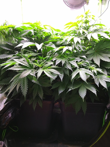 Growreport Bild 3