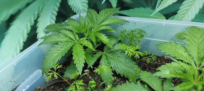 Growreport Bild 4