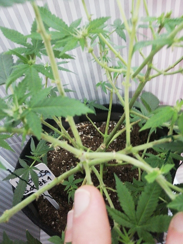 Growreport Bild 25