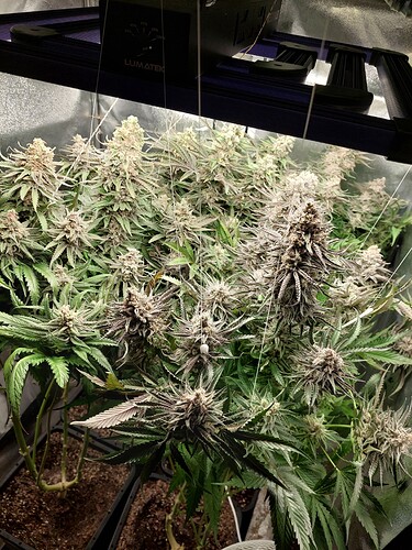 Growreport Bild 4